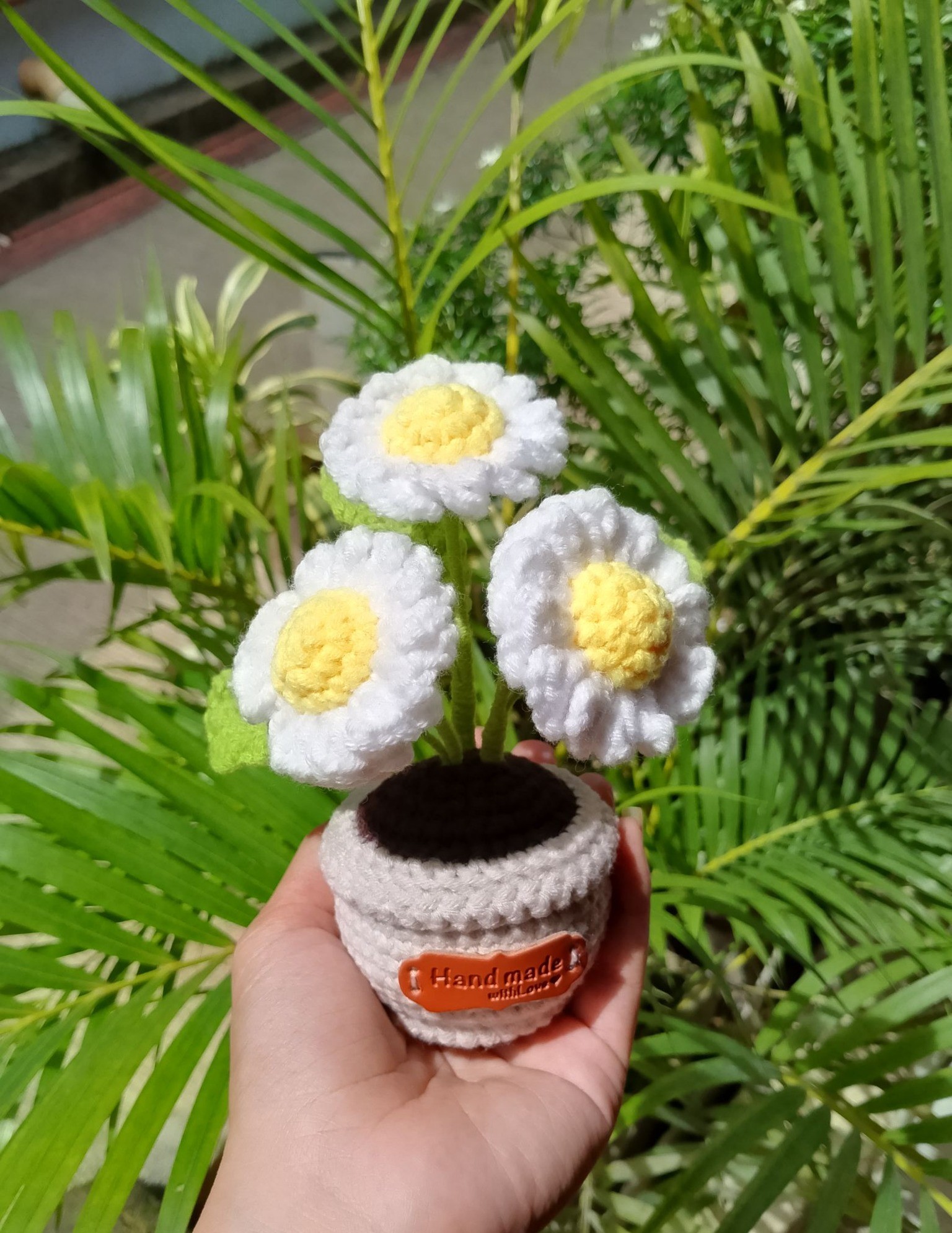 Daisy Potted Plant
